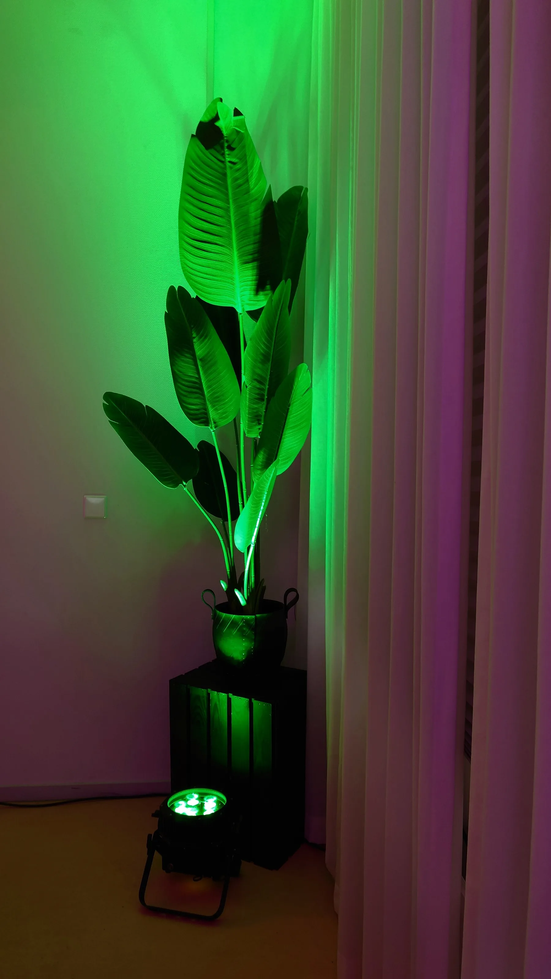 Illuminated plant in front of drapes with green atmospheric light